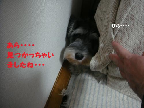 DSC04306@_convert_20111203105441.jpg