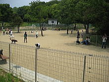dogrun31.jpg