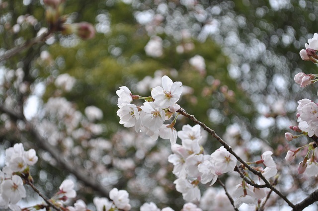 DSC_0236_20130421201534.jpg