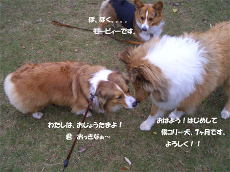hatu