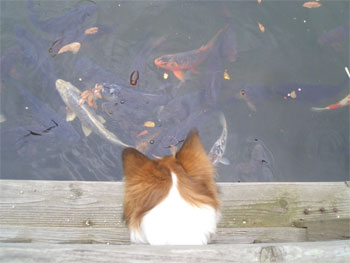 koi