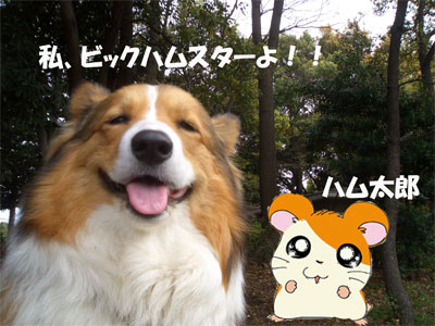 hamuta
