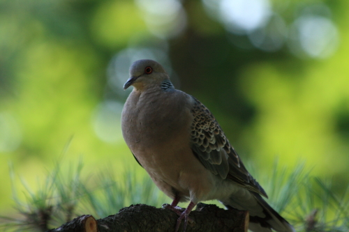 hato2
