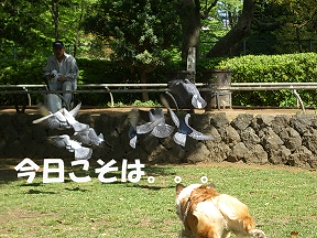 hato1