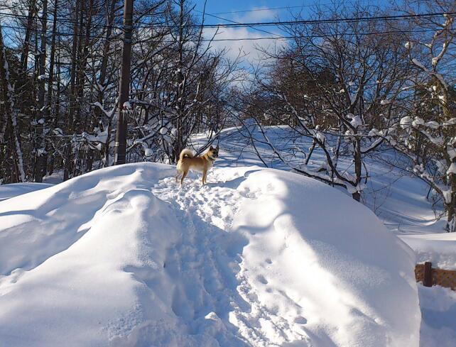 dogrun-2.jpg