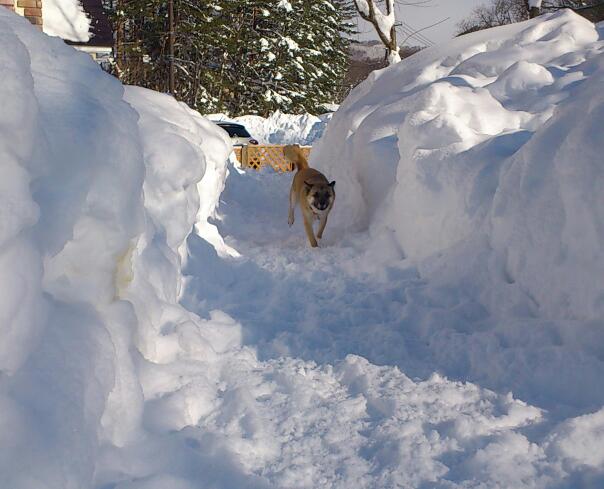 dogrun1.jpg