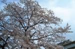 DSC_0004.jpg