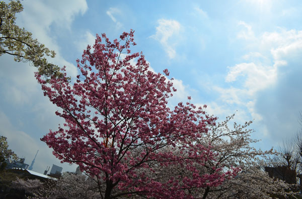 DSC_0037.jpg