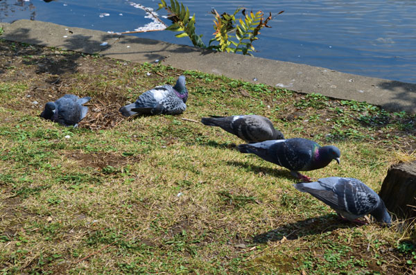 DSC_0040.jpg