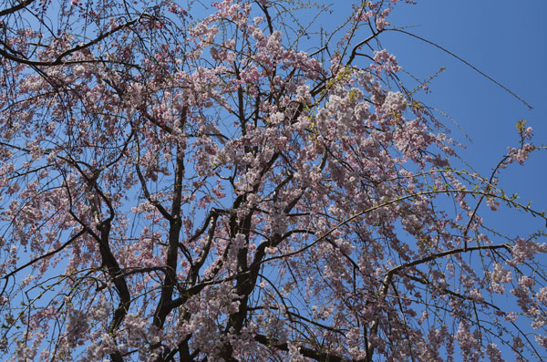 DSC_0106.jpg