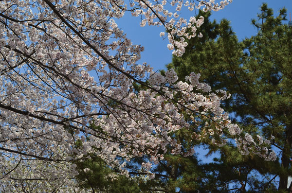 DSC_0143.jpg