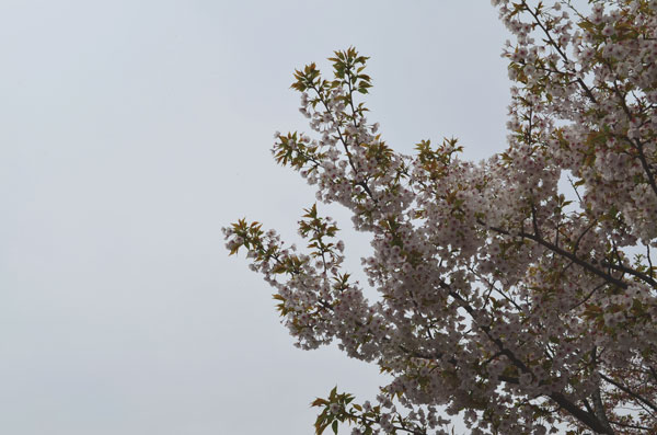 DSC_0211.jpg