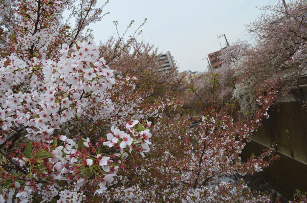 DSC_0217.jpg