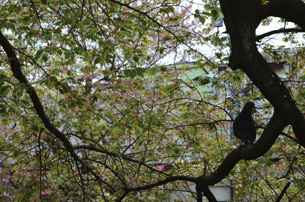 DSC_0223.jpg