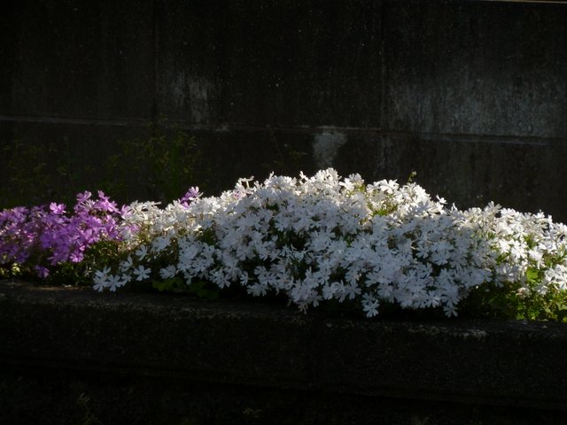 4-P1190176.jpg