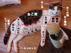 解体新書(猫)