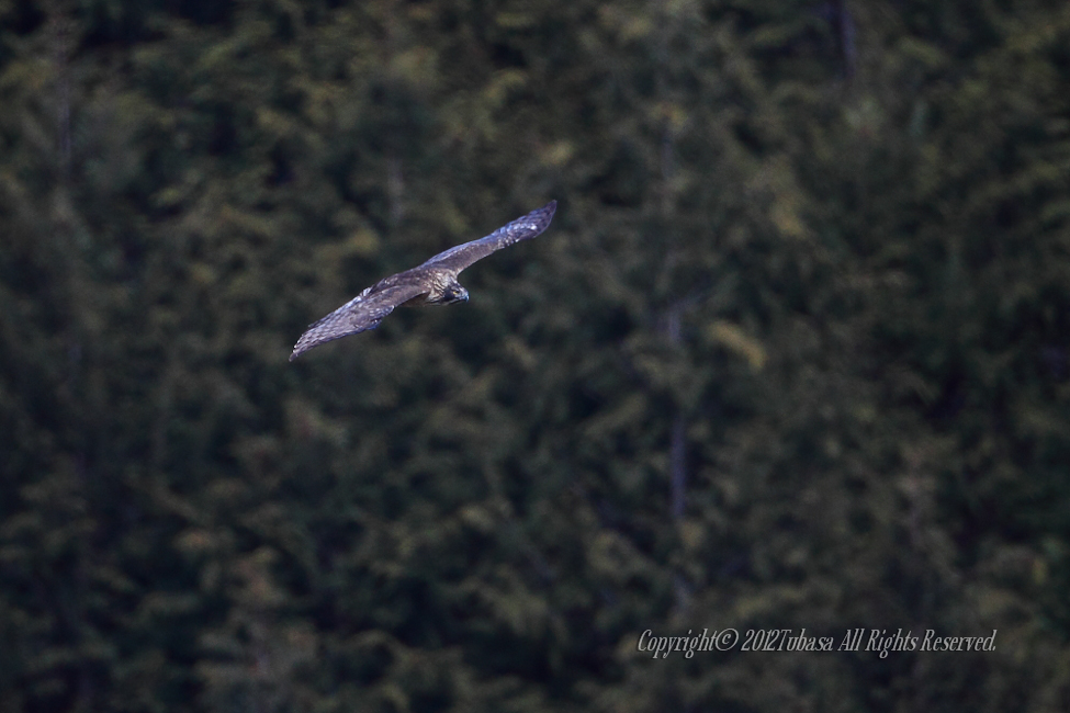 20120209-C56C51682012-02-09.jpg