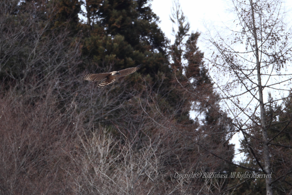 20120209-C56C52672012-02-09.jpg