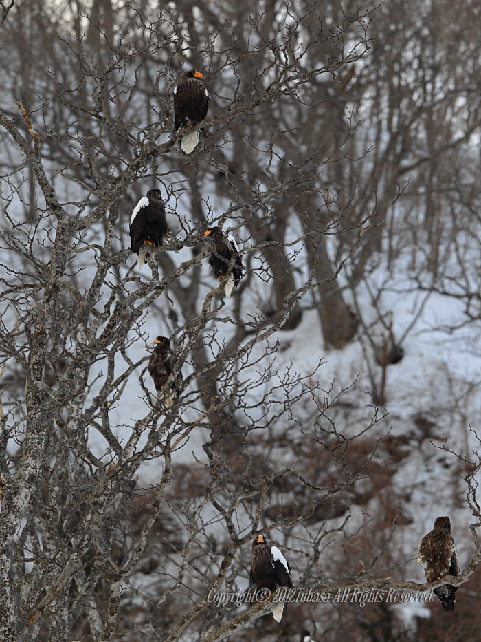 20120222-C56C55232012-02-25-2.jpg