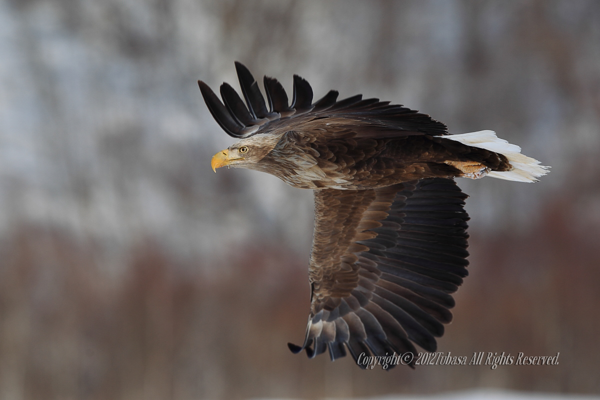 20120224-C56C71562012-03-08