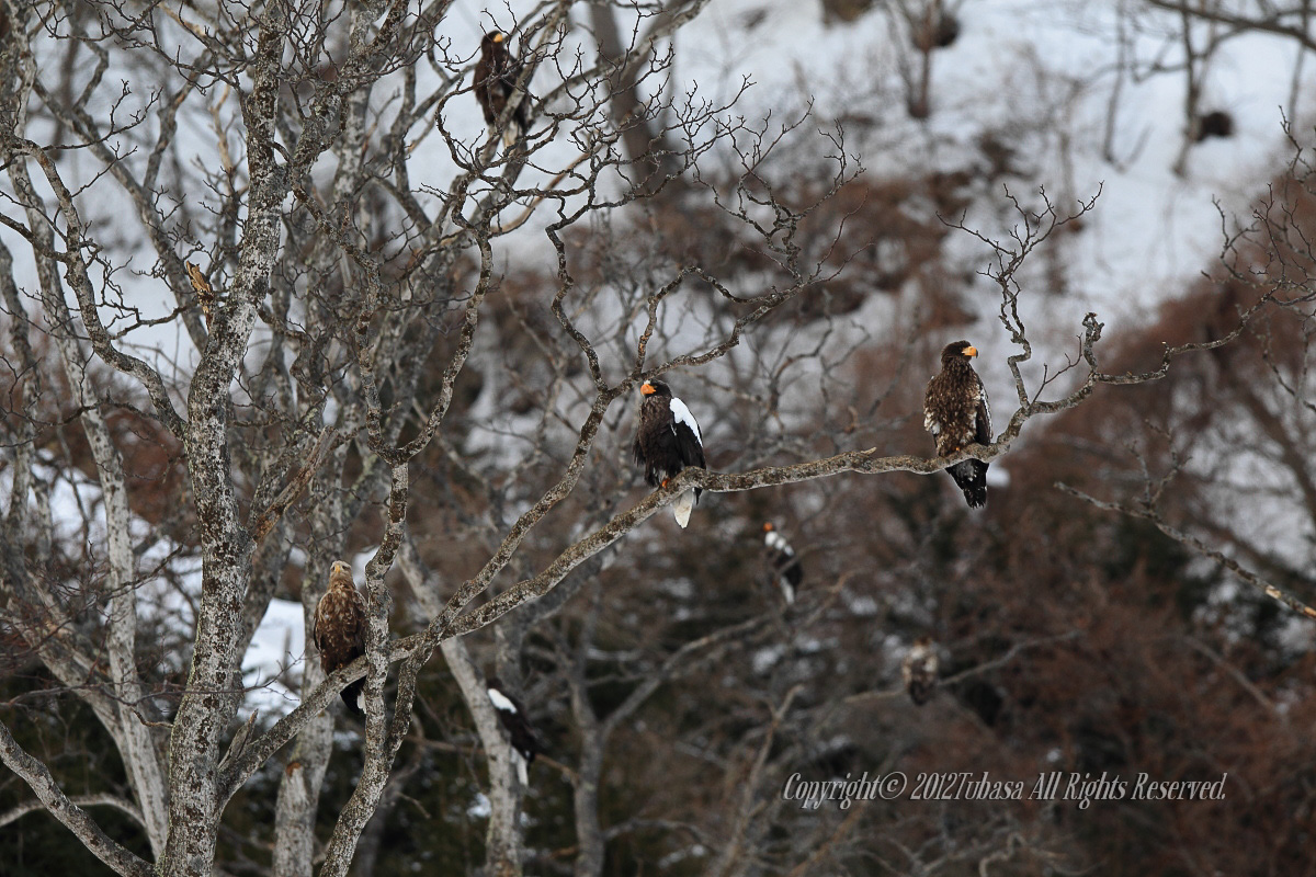 20120222-C56C55272012-03-08