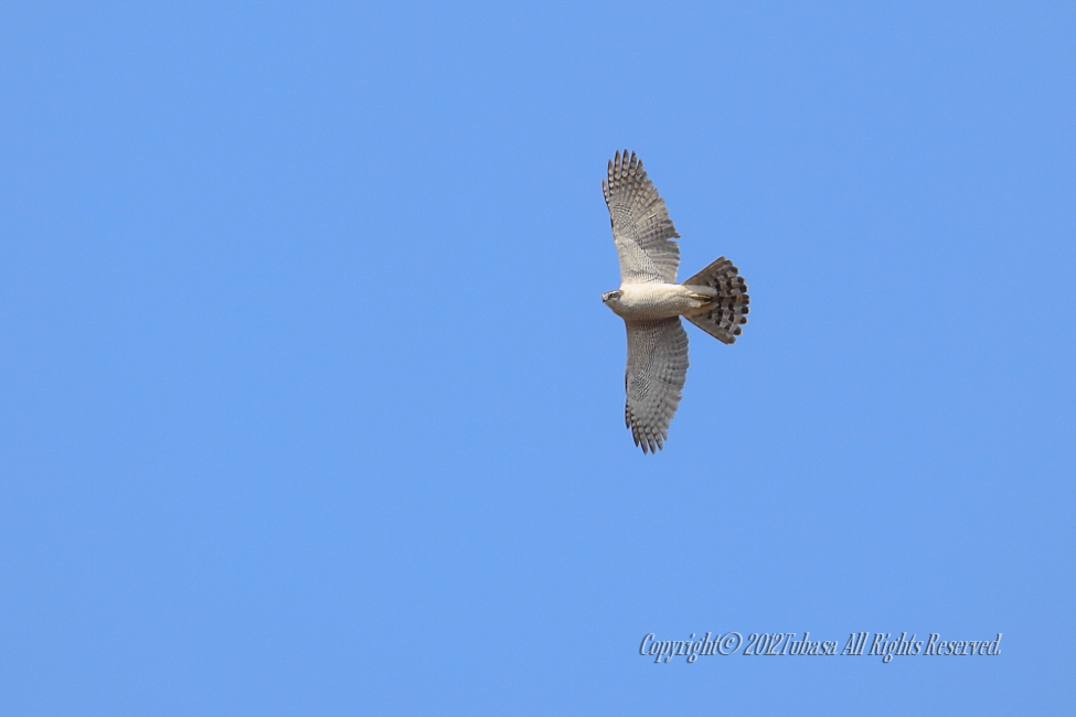20120328-C56C80022012-03-28