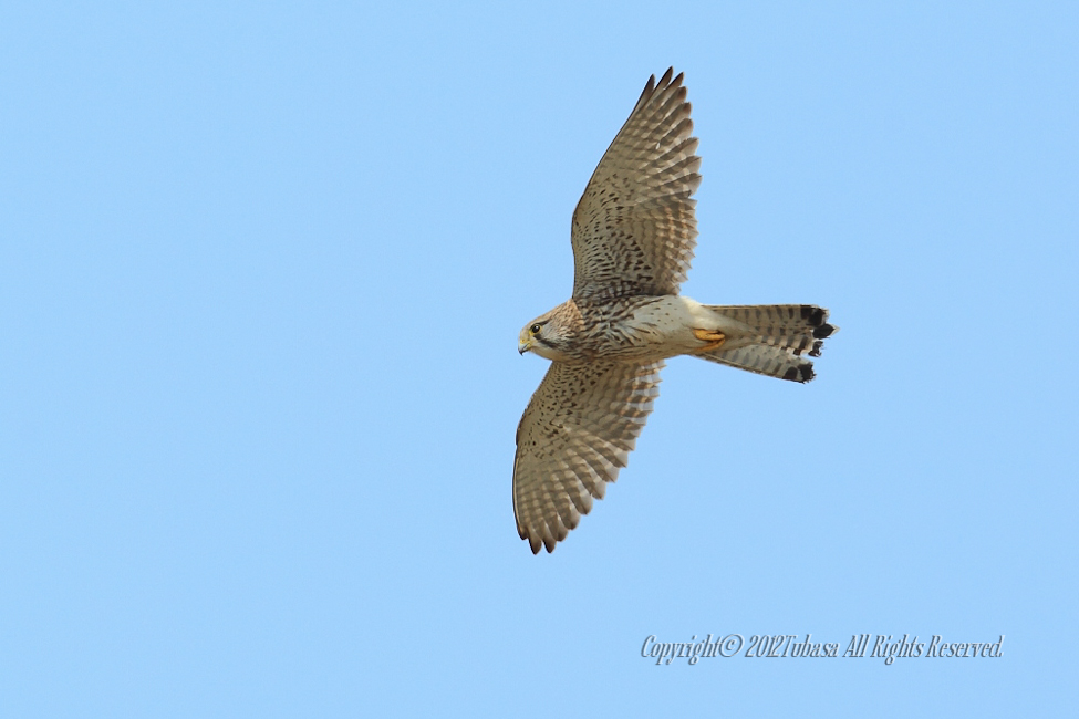 20120328-C56C79312012-03-28