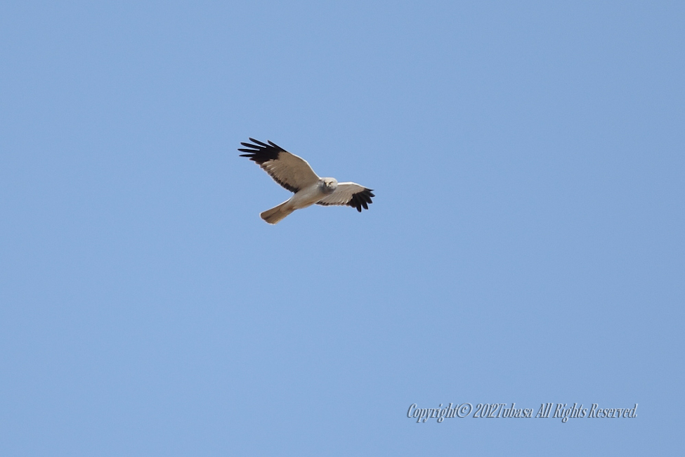 20120405-C56C82222012-04-06.jpg