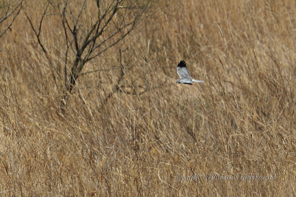 20120405-C56C83222012-04-06.jpg