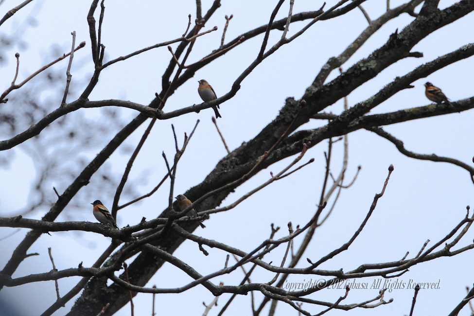 20120411-C56C85522012-04-11.jpg