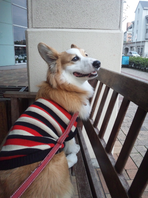 お散歩帰り4