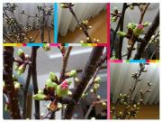 20120401桜