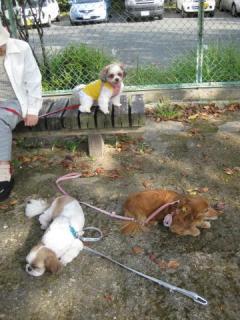 IMG_8525_convert_20111009144148.jpg
