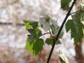 繝医く繝ッ繧、繧ォ繝ェ繧ス繧ヲ+049_convert_20130409154630