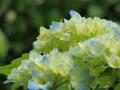 縺ゅ§縺輔>蜥イ縺榊ァ九a+009_convert_20130601120456