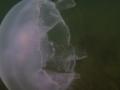 蜊苓カ雁燕繝溘せ繧ッ繝ゥ繧イ+074_convert_20130605065802