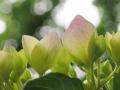 ・匁怦・匁律縺ゅ§縺輔>+009_convert_20130606130820