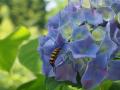 髮ィ縺ョ縺ェ縺斐j+069_convert_20130616103503