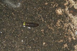 IMG_0022 (2)