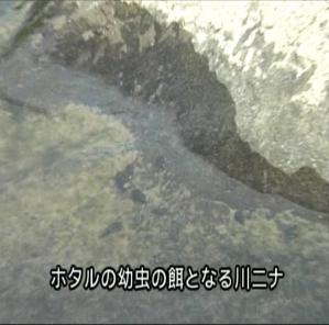 川ニナ