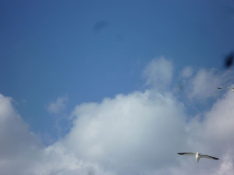 空とカモメ