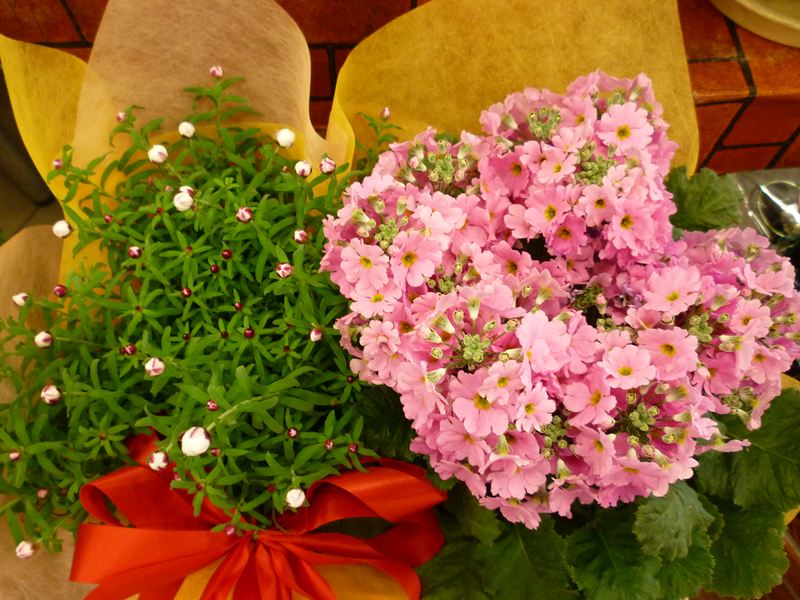 春の花
