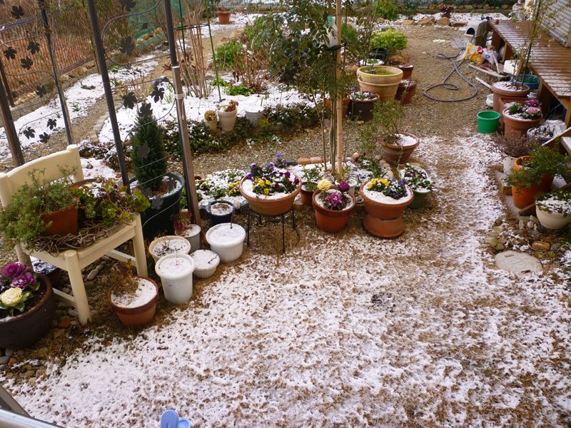 雪の朝