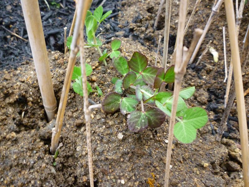 P1020654_R.jpg