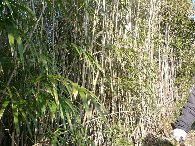 竹林