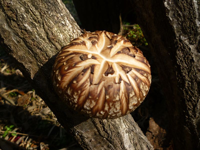自慢の椎茸