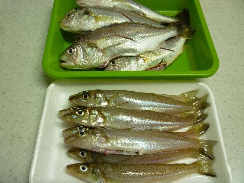 獲れ立ての魚