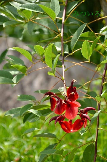 DSC_3349.jpg