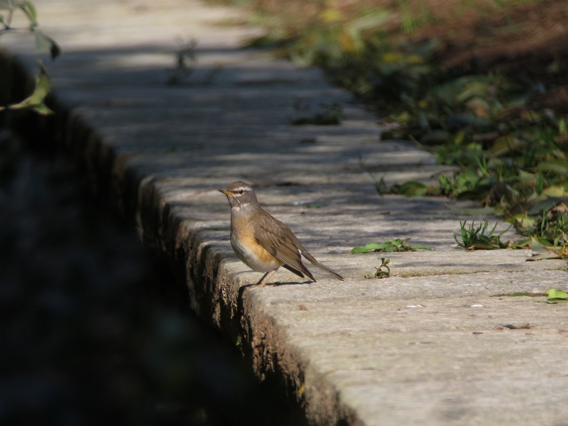 s-IMG_8409d.jpg