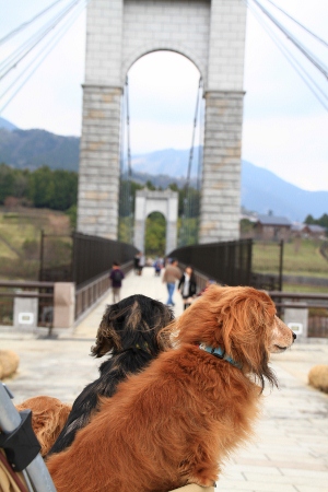 IMG_5425 (300x450)